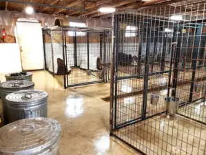 21 kennels
