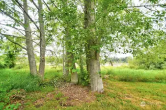 Trees and lake views in backyard.