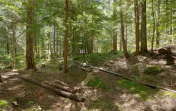 Surrounding Lush Forest Offers Privacy and Tranquility
