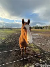 electric fencing is on and turn key