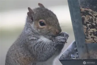 Resident squirrel regularly spotted at the feeder.
