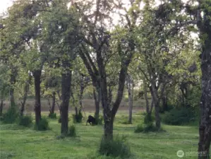 This property offers a 100+-year-old pear orchard that is still producing fruit. It also includes other fruit trees, such as apple, cherry, and Asian pear trees, along with grape vines.