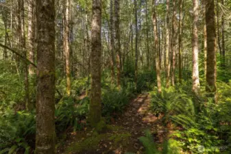 Step out your back door and into the woods. Meandering trails wind through tall trees and native ferns, offering space to breathe, move, and reconnect.
