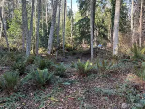 Photo from the septic drainfield location looking north to the front of the lot.