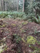 Septic test pits and drainfield location.