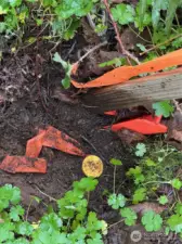 NE corner survey pin.