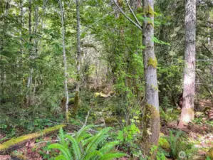 Nicely wooded