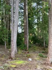 Pink ribbon on tree trunk in middle of photo shows approx lot line.