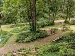 So beautiful...you're on the Deer Trail here and will occasionally see other wildlife as they wander through the Cougar Mountain Indian Trail.