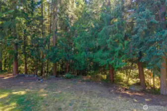 Serene wooded backdrop featuring towering evergreens that provide privacy, shade, and a picturesque natural setting for the backyard.