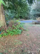 Looking toward road.  Fruit tree and Cedar tree.