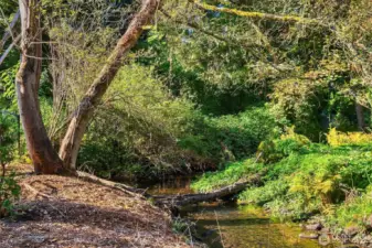 Picturesque Thornton Creek flows through the Thornton Creek Commons property.