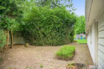 Back yard