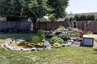 Backyard - Pond
