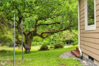 Just a doe hanging out in the lower back yard beneath this incredible King apple tree! There is even a Madrona tree on this magical property.