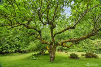 A couple more doe passing through this enchanting property that is so serene.