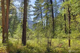 The Deer Loop community offers acres of open space and important habitat for native plant and animal species.