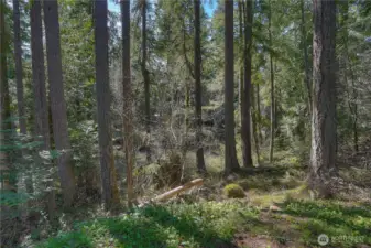 Wooded pathway leading toward the river, offering a peaceful, natural setting with towering trees and a true Pacific Northwest feel, perfect for exploring, relaxing, or enjoying the outdoors right from your property.