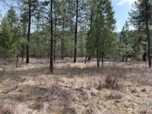 Level/usable area among trees