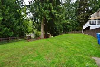 Fenced Back Yard