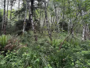 Wetlands
