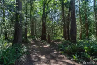 Scenic path winds through the forested area, leading to the charming barn and convenient woodshed.