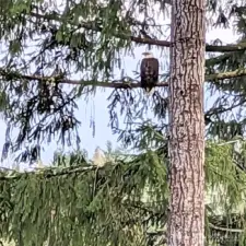 Resident eagles