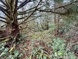 A portion of the lot has been left natural.