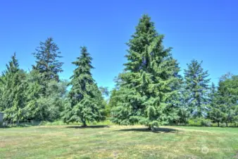 Level and lightly trees