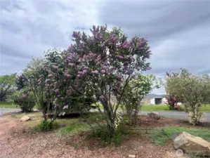 Gorgeous lilacs, snowball tree and others.