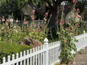 Apple, Pear, Apricot trees. Wine Grapes.