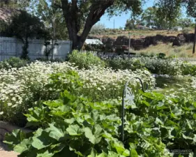 Daisies, Hollyhochs, and Sunflowers! Keep the yard full of color, life, and Beauty!!