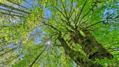 One of the incredible trees on the property, look at that sunstar through the branches!