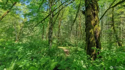 One of many trails can be seen in the middle of this photo.