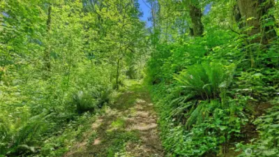 Another trail surrounded by beautiful ferns and salmonberries.