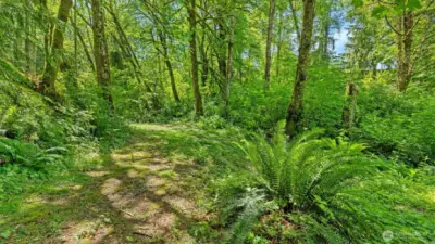 This trail is looking back up at the home (the roof is in the top right corner between the trees).
