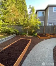 Paved Pathway through Garden Beds & Apple Tree
