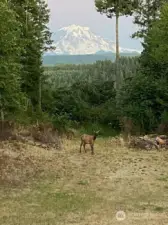 Live in an area where there is an abundance of wildlife including deer and elk.