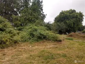 There is a portion of a fence that is under these blackberry bushes