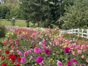Dahlias in bloom!
