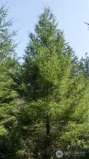 growing doug fir