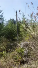 wild life snag
