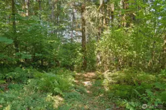 Path to explore the woods and property. Maybe some forest bathing?