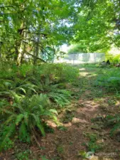 Picture of the path, looking back to the house. Path is to left of shop.