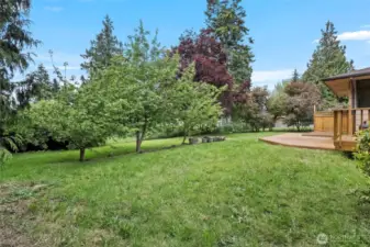 Huge, fully fenced, double lot with fruit trees and storage shed.