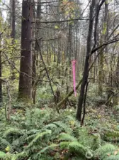 Pink flag at end of trail to back of property. Douglas-fir on the left has a 22" diameter (dbh).