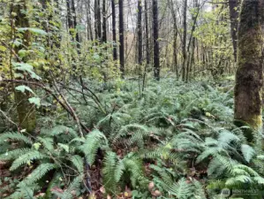 Nice walk through the ferns in the back of the property.