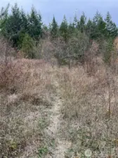 Animal trails weave throughout the property.