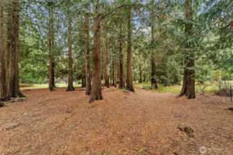 Wooded area between property and 76th Ave NW