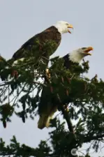 Eagles like to hang out in the trees right next to the upper deck.